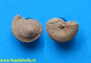 Glabrocingulum species