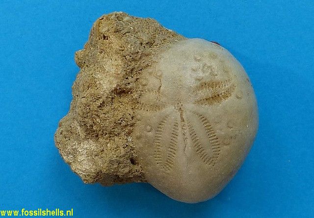 Micraster species