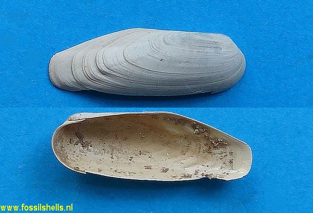 Lithophaga bisulcata