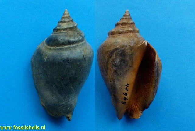 Strombus sarasotaensis