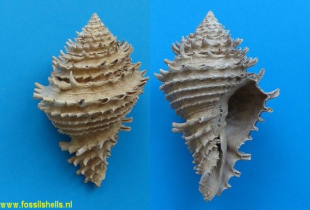 Hystrivasum locklini