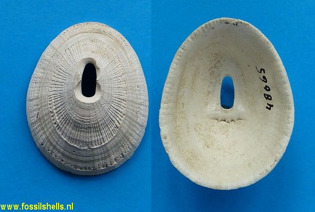 Diodora caloosaensis