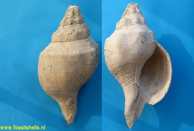 Turbinella scolymoides