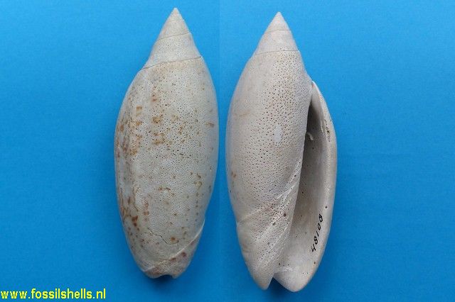 Lindoliva spengleri