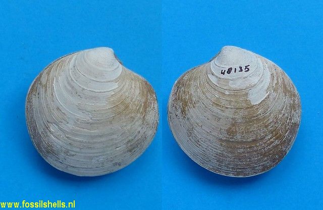 Dosinia acetabulum blackwelderi