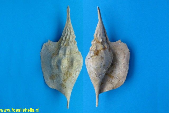 Tibia geoffroyi