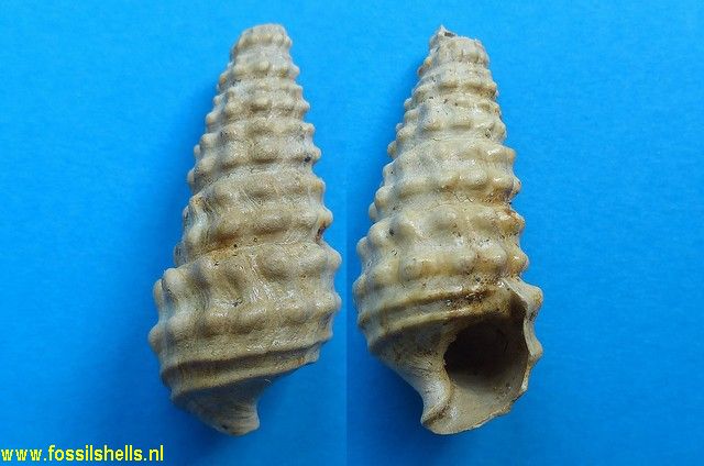 Batillaria fischeri