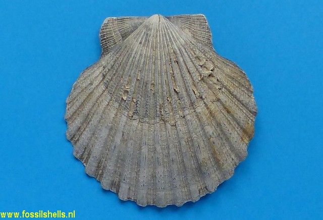 Chesapecten covepointensis