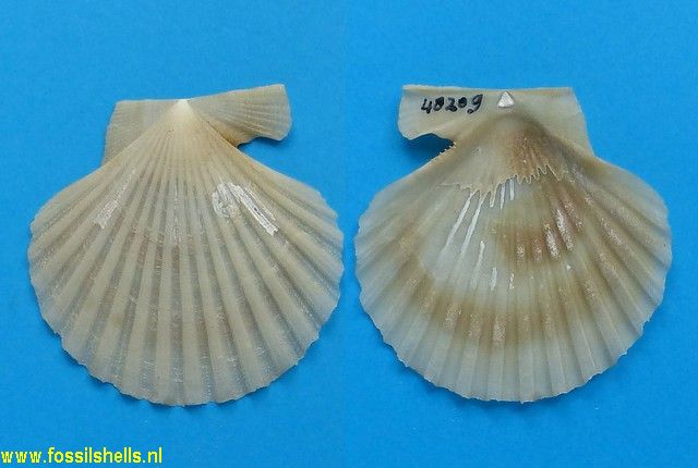 Chesapecten covepointensis
