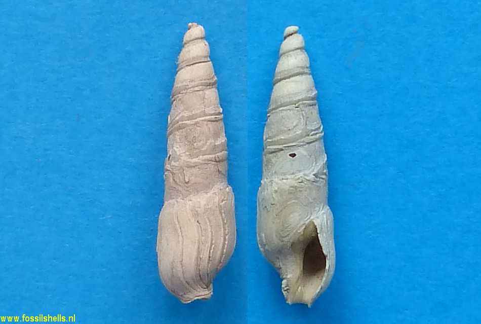 Laevihastula species