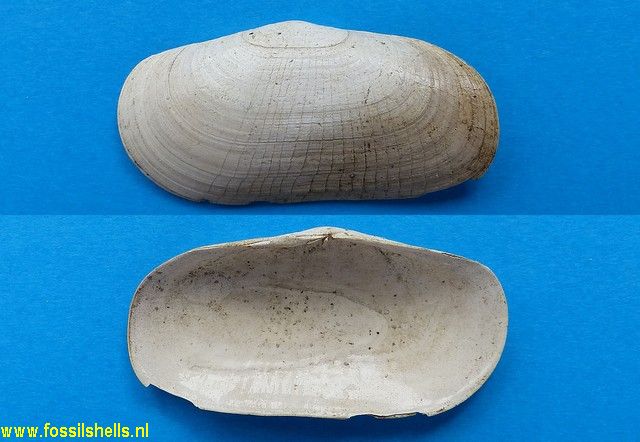 Solecurtus scopula