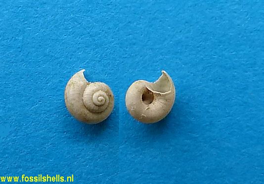 Skeneopsis planorbis