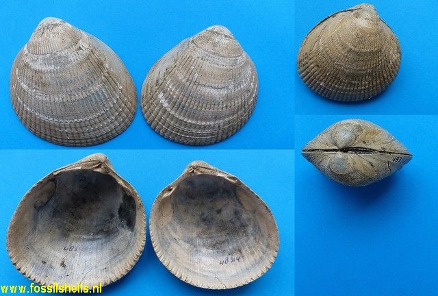 Laevicardium decorticatum