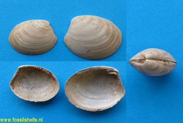 Leionucula laevigata laevigata