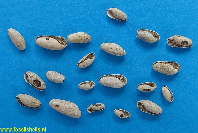 Cylichnina elongata conuloidea