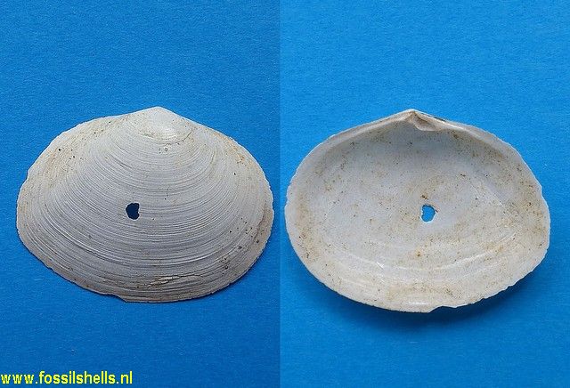 Scrobicularia plana
