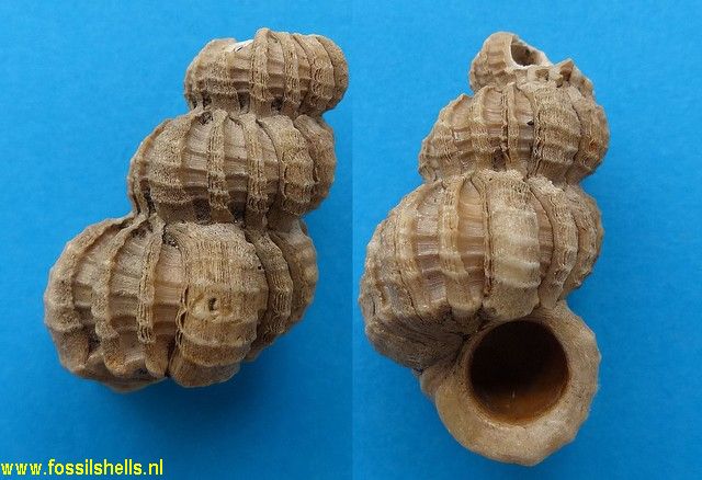 Cirsotrema fimbriosum fimbriosum