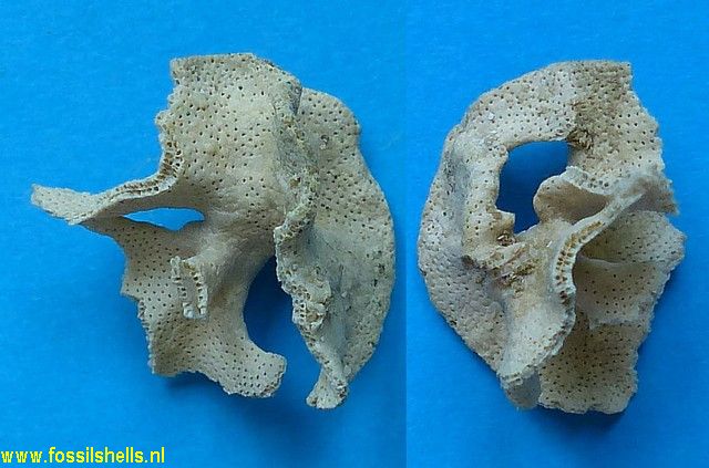 Unidentified Polyzoa