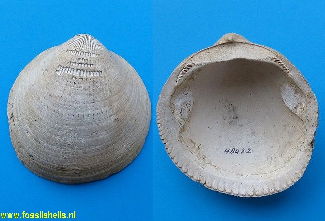 Glycymeris obovata ringelei