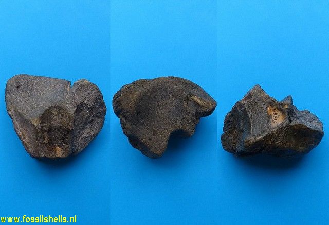 Unidentified Cetartiodactyla