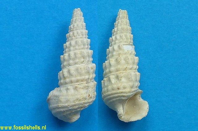 Terebralia labiata