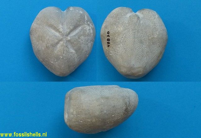 Micraster schroederi