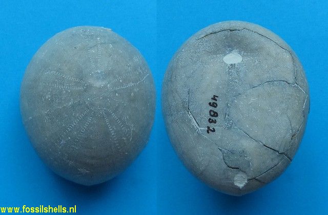 Echinocorys subglobosus