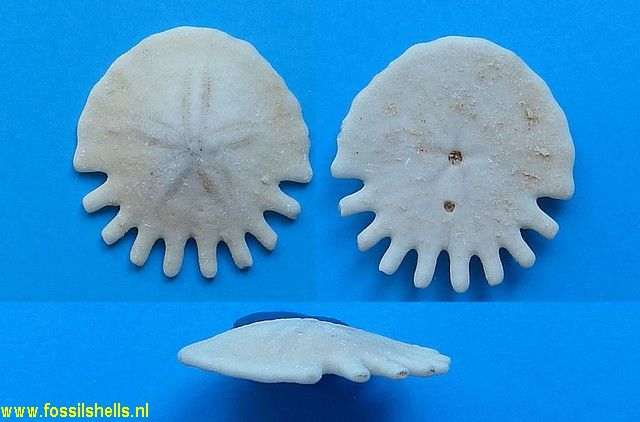 Heliophora orbicularis