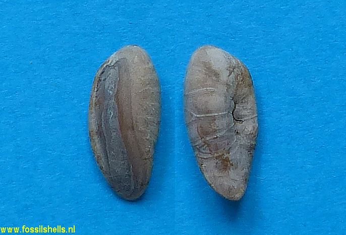 Trisopterus spectabilis