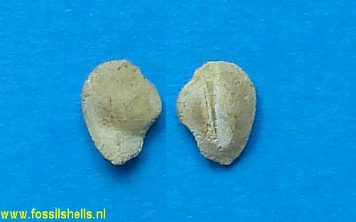 Paraconger sauvagei