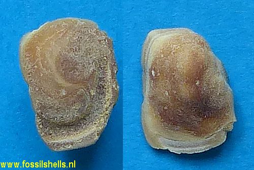 Pteroscion peli