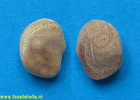 Umbrina canariensis