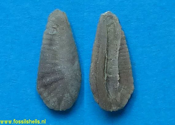 Gadiculus benedeni