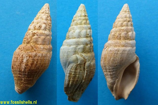 Clavus pustulatus
