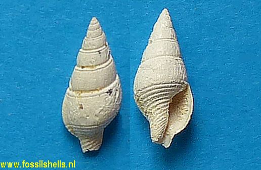 Mitrella biarata