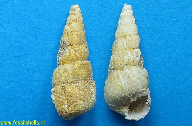 Acirsa subplicata
