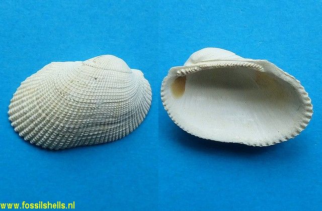 Lunarca granulosa