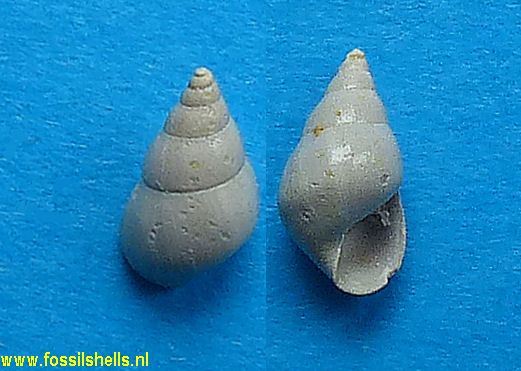 Peringia crassilabris