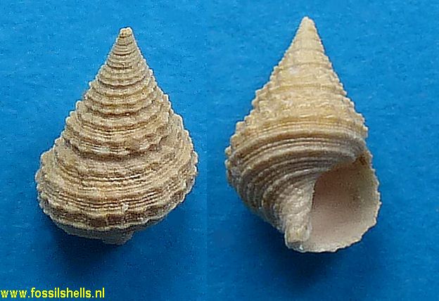 Benoistia muricoides