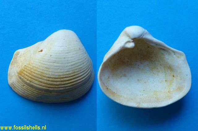 Bicorbula altavillensis