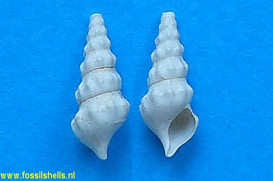 Tenuicerithium crassicostatum