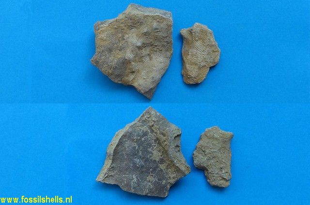 Stromatopora concentrica