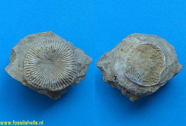 Lithophyllum vesiculosum