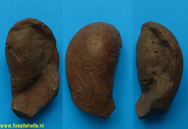 Unidentified Cetartiodactyla