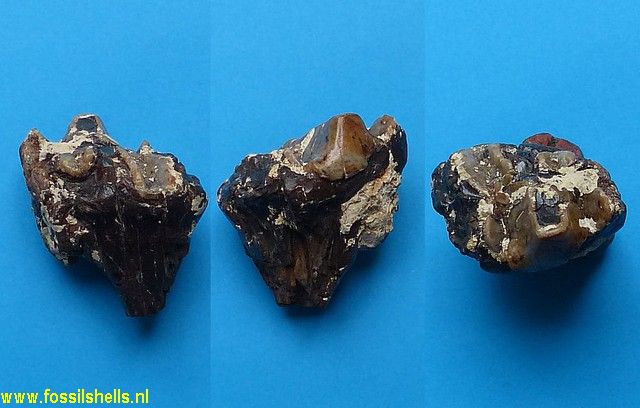 Unidentified Mammalia