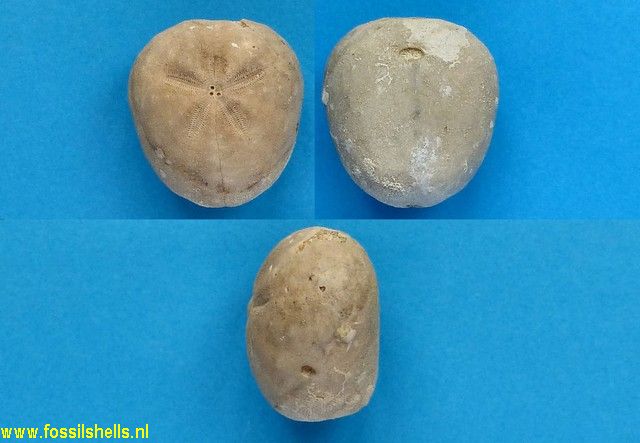 Cyclaster brevistella