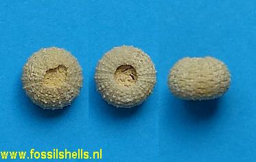 Ortholophus morganensis