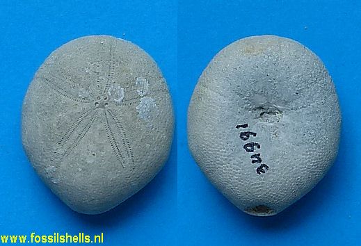 Echinolampas appendiculata