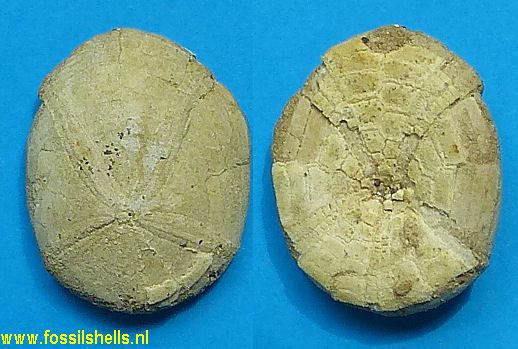 Echinolampas calvimontana