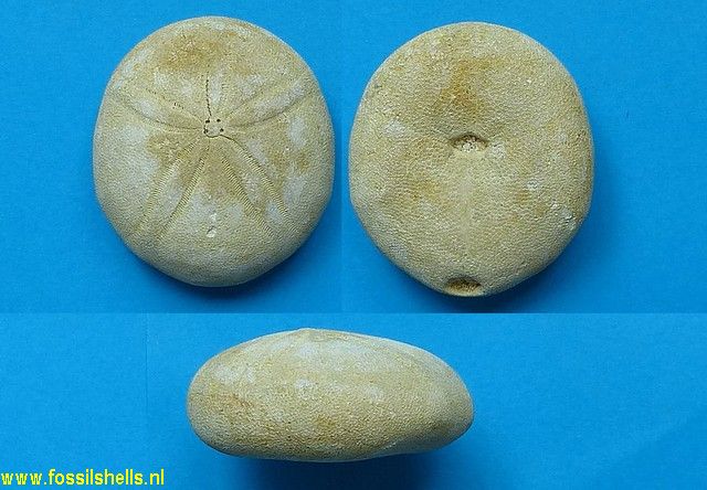 Echinolampas burdigalensis